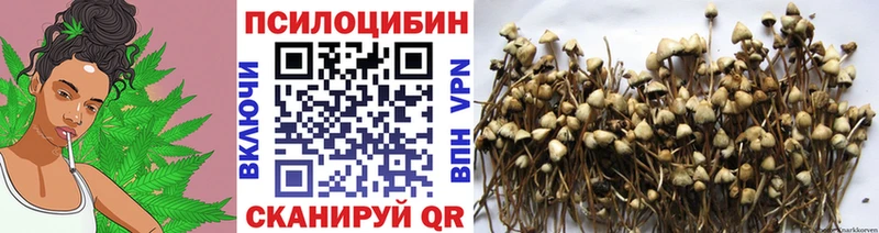 как найти закладки  Тосно  Псилоцибиновые грибы Psilocybine cubensis 