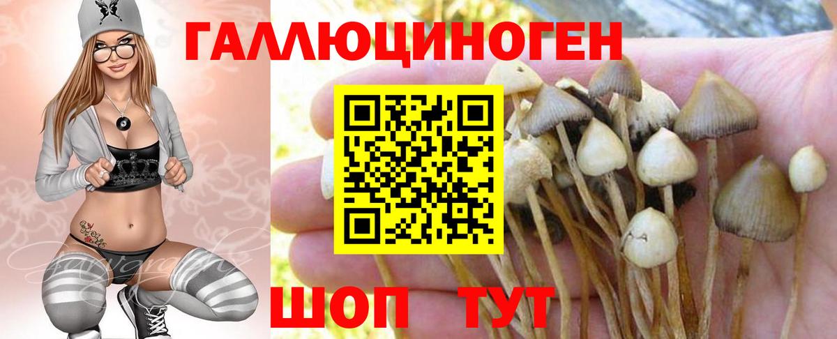 Тосно  Галлюциногенные грибы MAGIC MUSHROOMS  Псилоцибиновые грибы Cubensis  Вход с VPN 